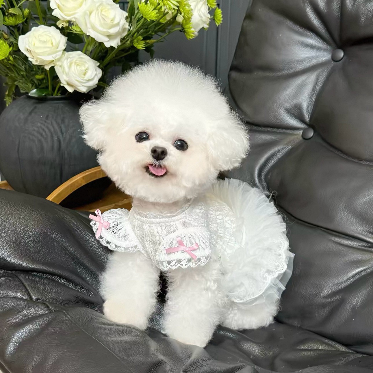 Lace Teddy Lingerie - Abito per Animali Domestici Stile Principessa