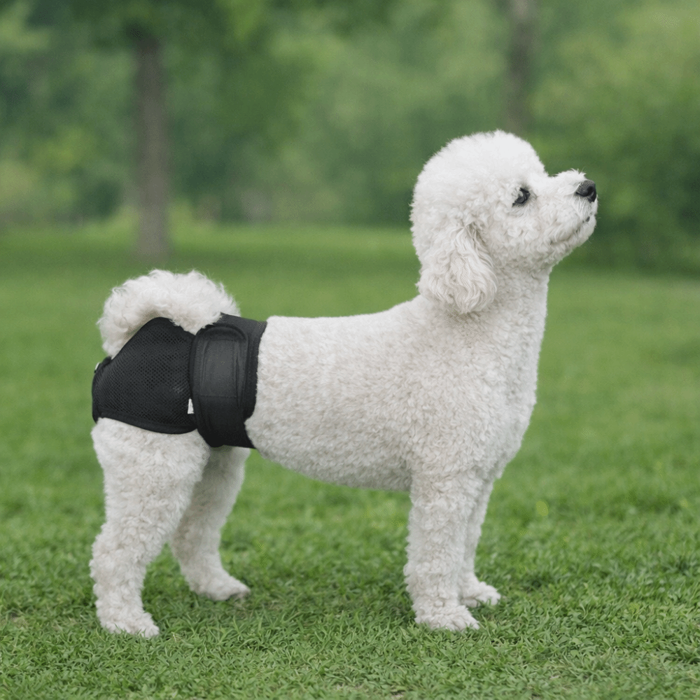 Pannolini per Cani in Rete Tra - Period Panty Absorbent recensione e prezzo