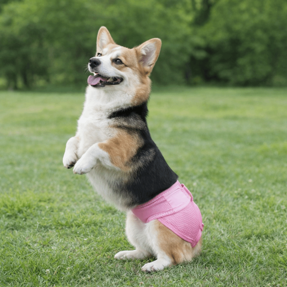 Pannolini per Cani in Rete Tra - Period Panty Absorbent recensione e prezzo
