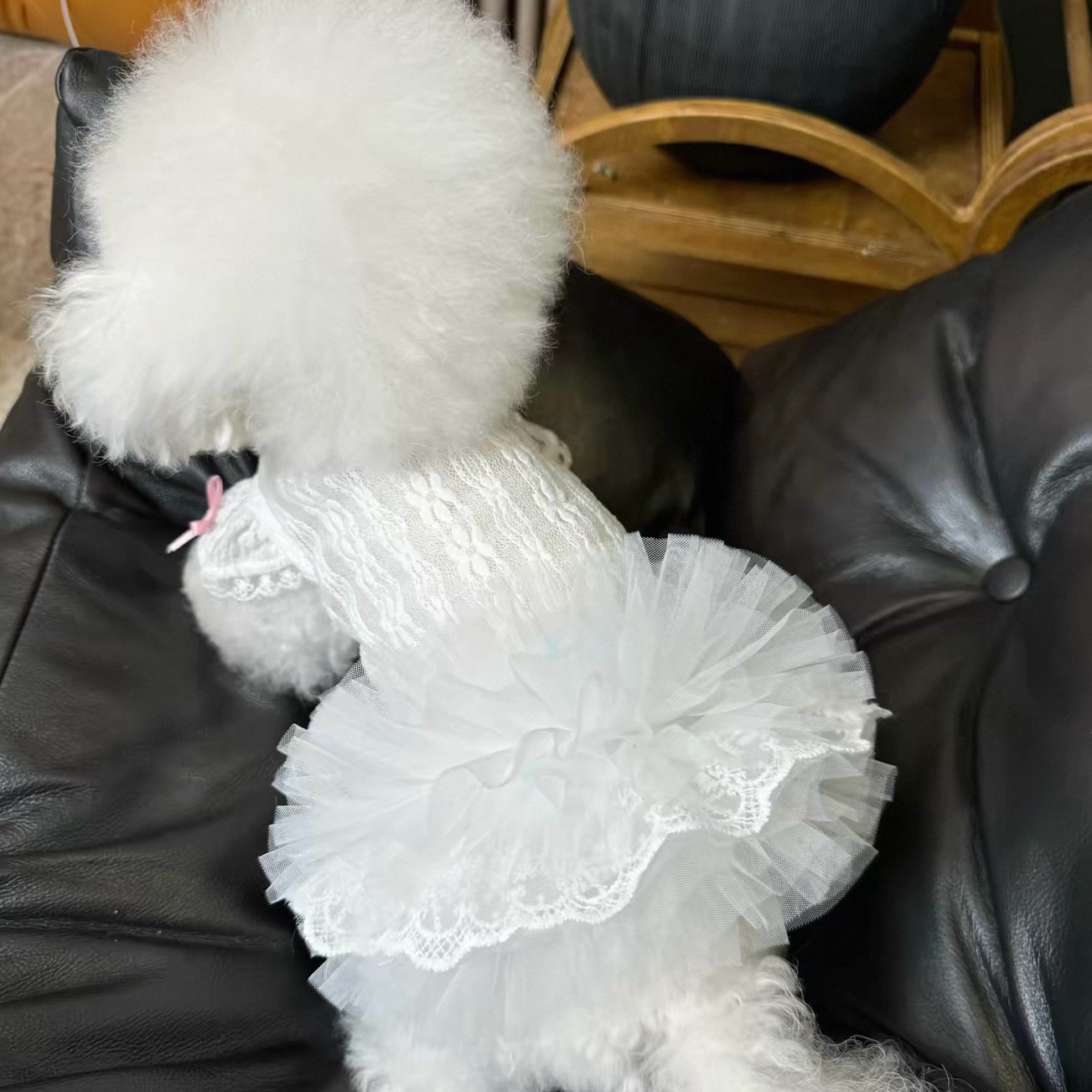 Abito per Animali Domestici St - Lace Teddy Lingerie recensione e prezzo