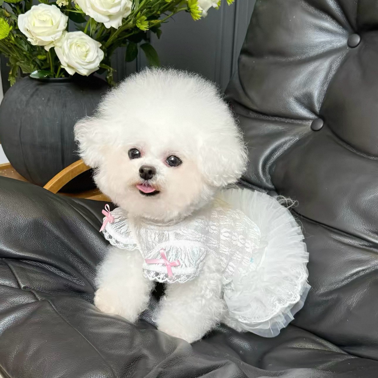 Abito per Animali Domestici St - Lace Teddy Lingerie recensione e prezzo